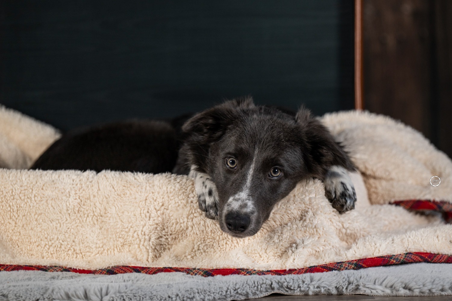 Sophart Photography Welpenfotografie