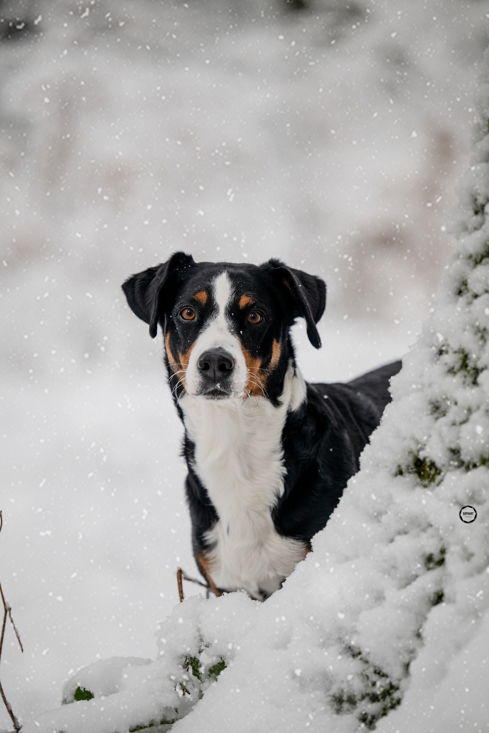 Sophart Photography Hunde Fotografie