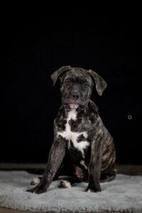 Sophart Photography Welpenfotografie