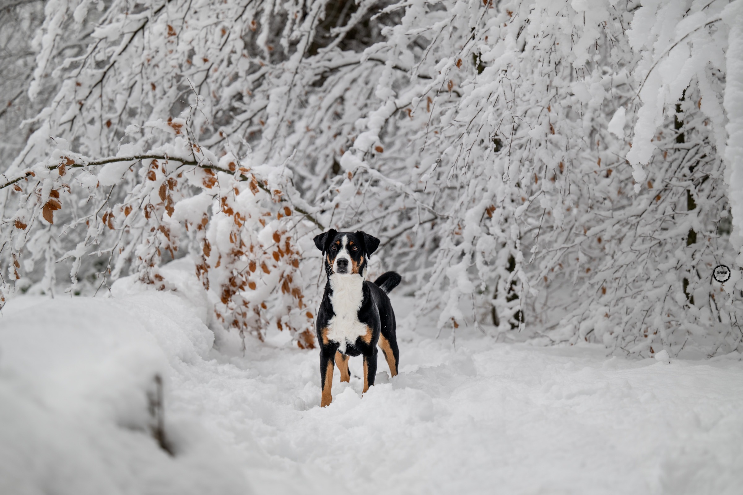 Sophart Photography Hunde Fotografie