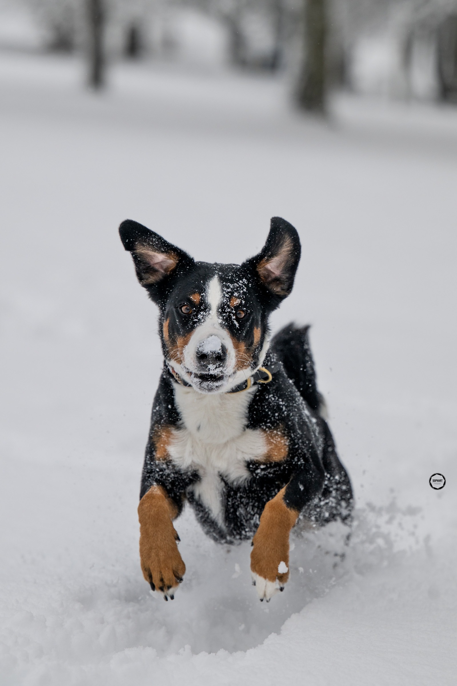 Sophart Photography Hunde Fotografie