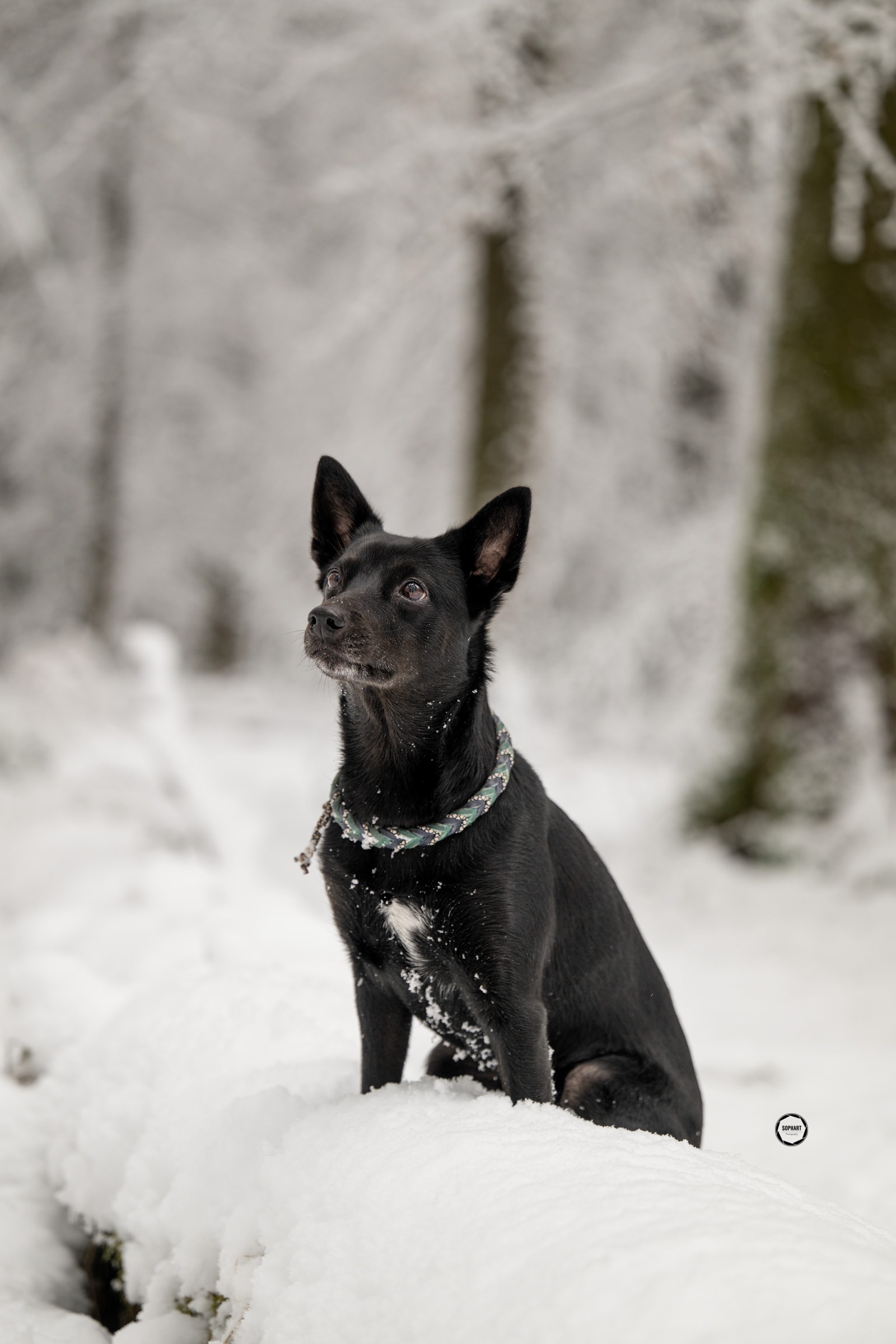 Sophart Photography Hunde Fotografie