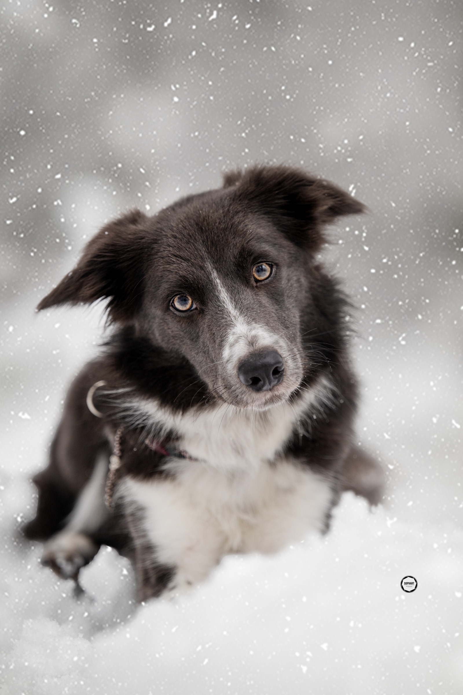Sophart Photography Hunde Fotografie