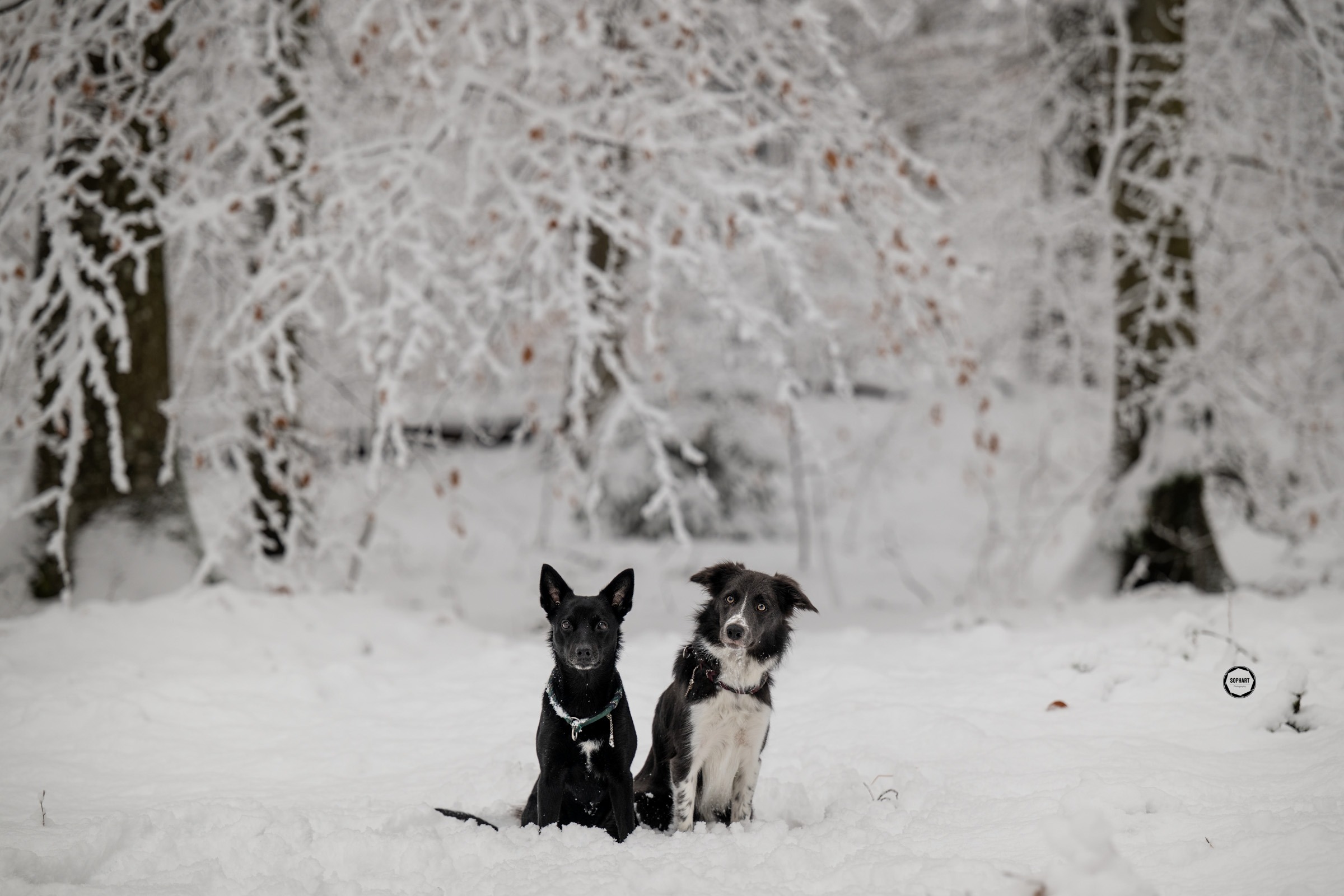 Sophart Photography Hunde Fotografie