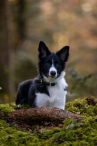 Sophart Photography
Welpen Fotoshooting Aargau