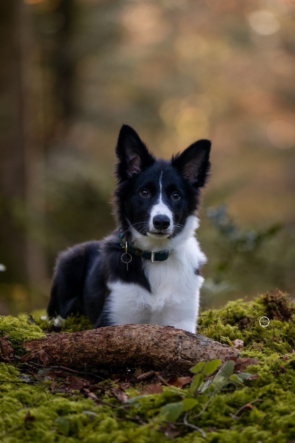 Sophart Photography
Welpen Fotoshooting Aargau