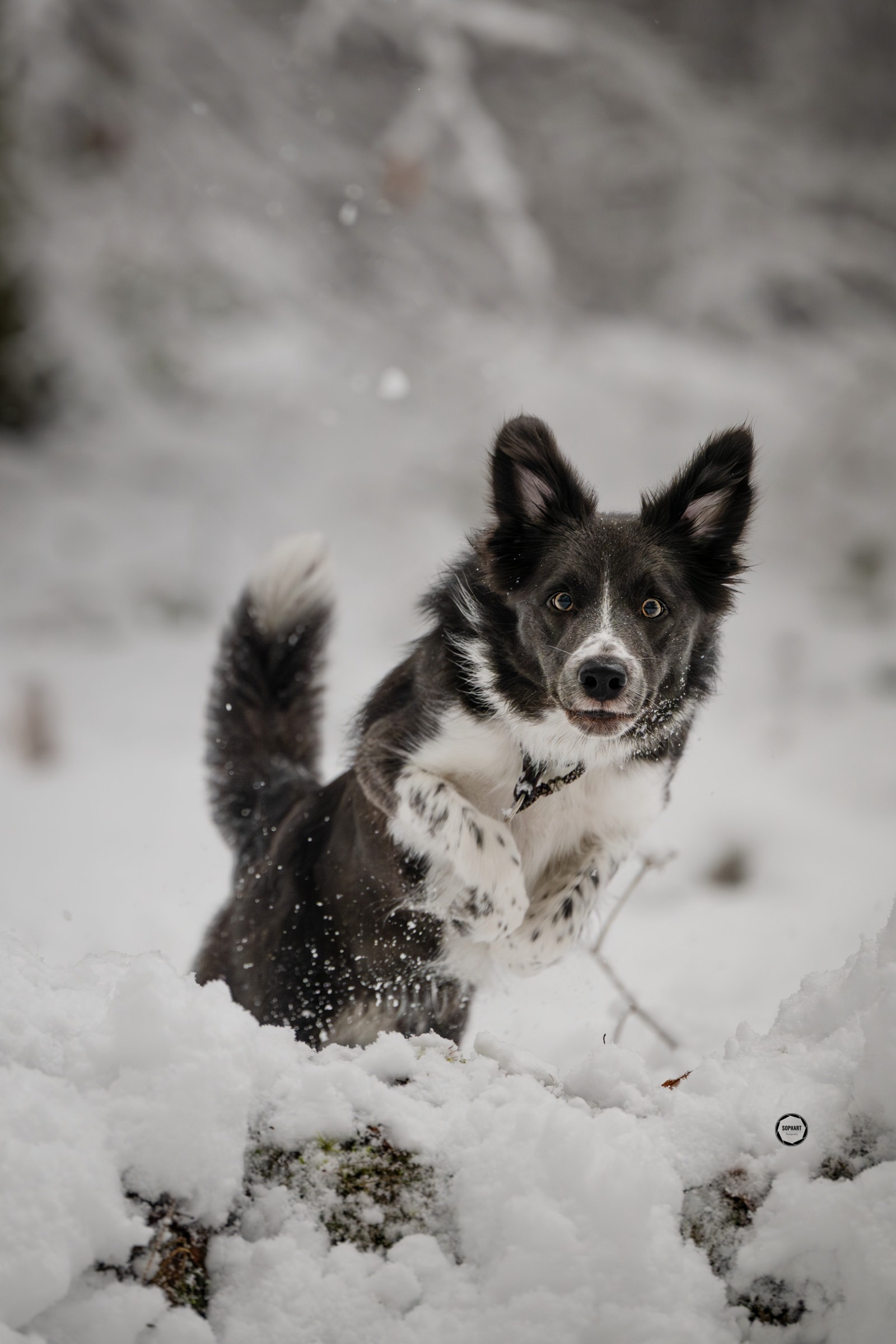 Sophart Photography Hunde Fotografie