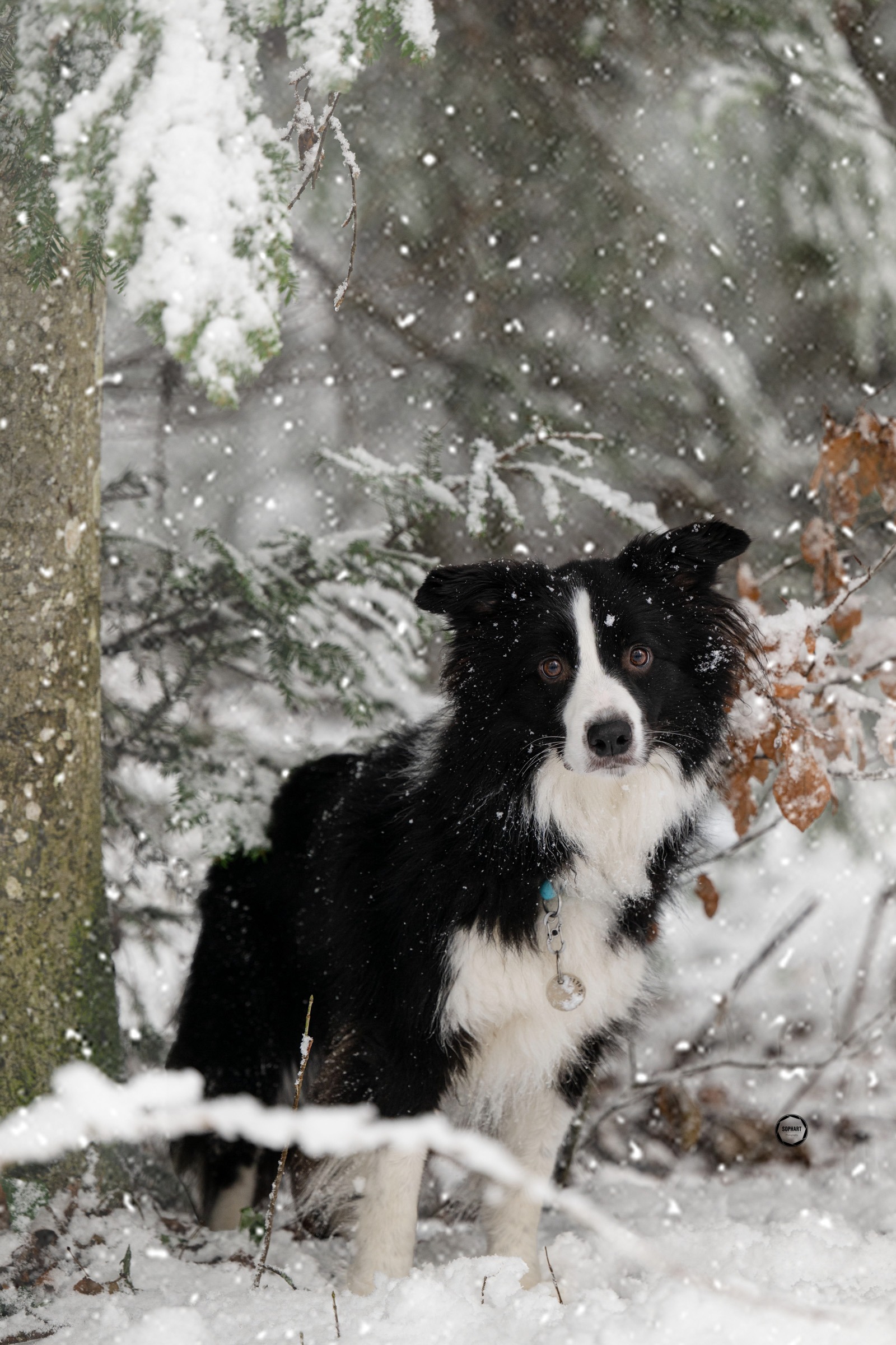 Sophart Photography Hunde Fotografie