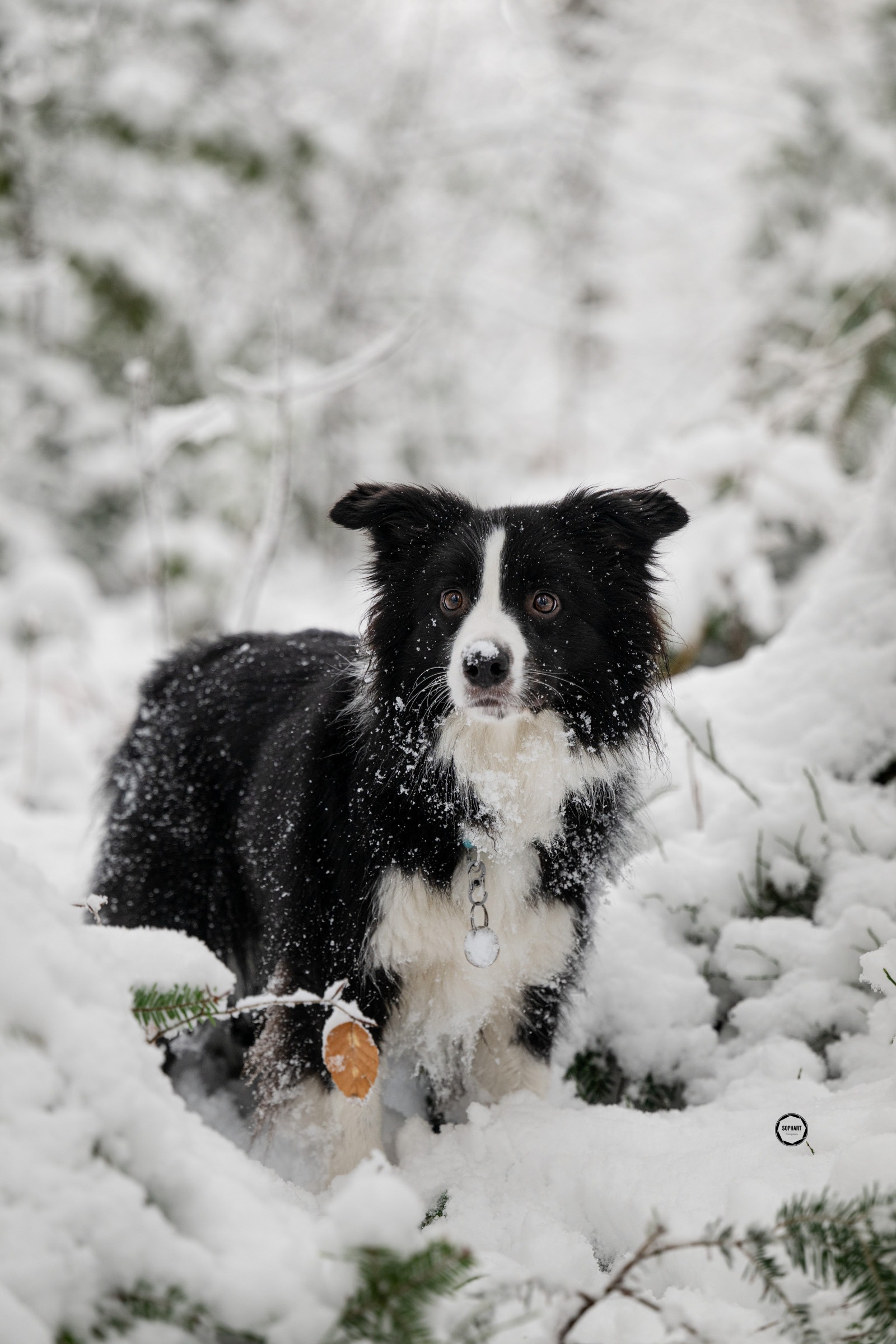 Sophart Photography Hunde Fotografie