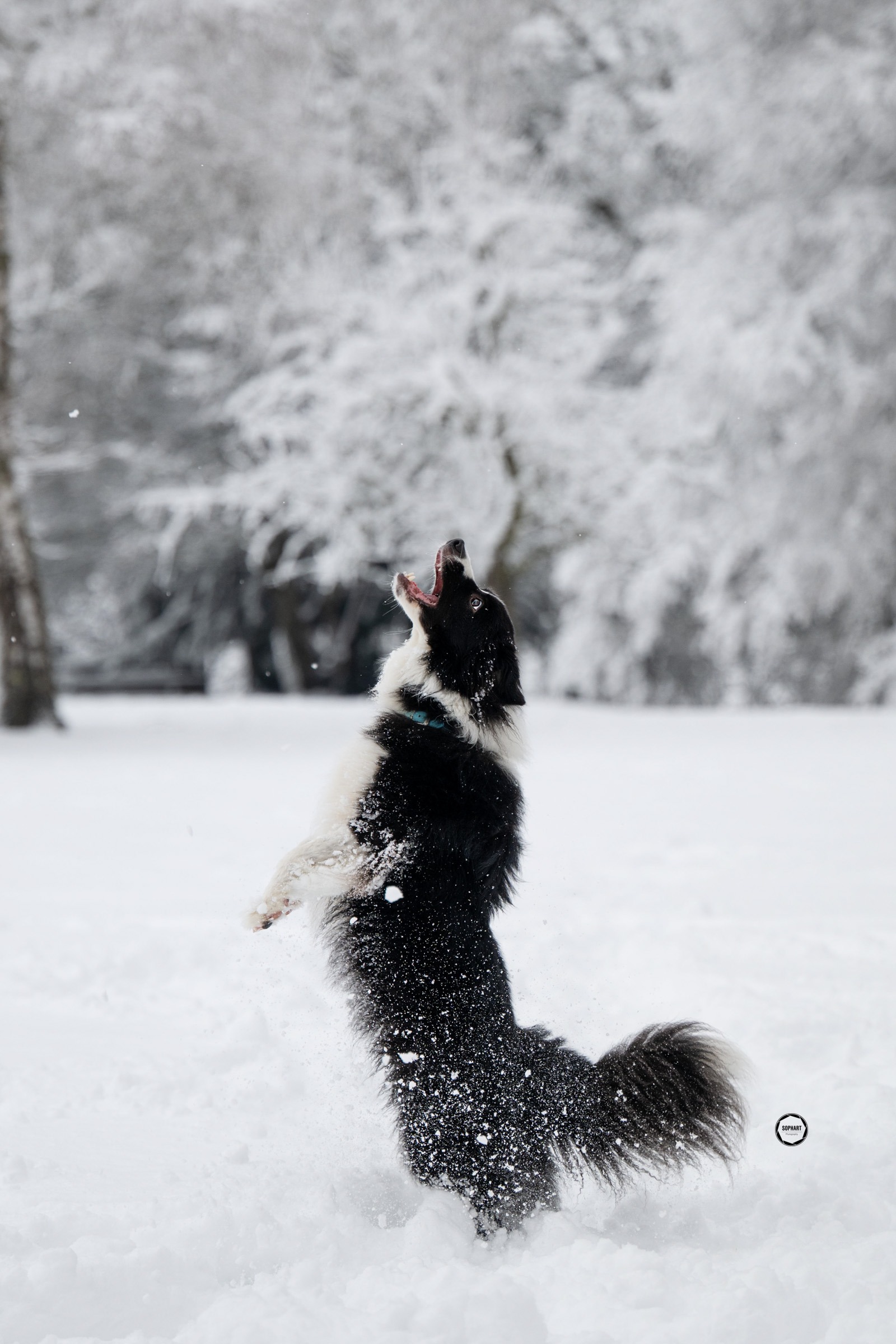 Sophart Photography Hunde Fotografie