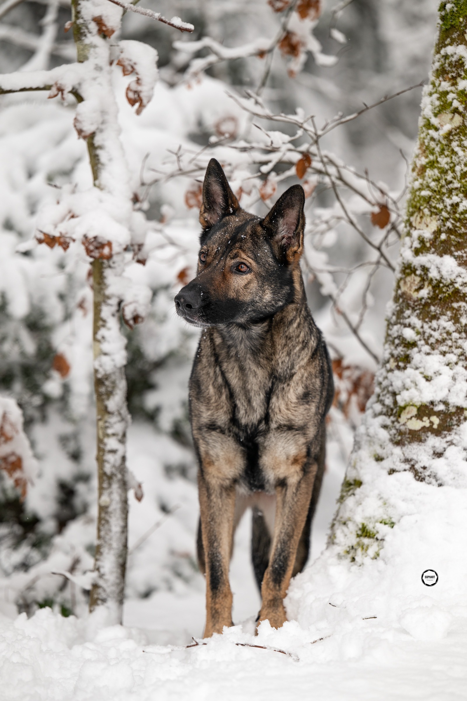 Sophart Photography Hunde Fotografie