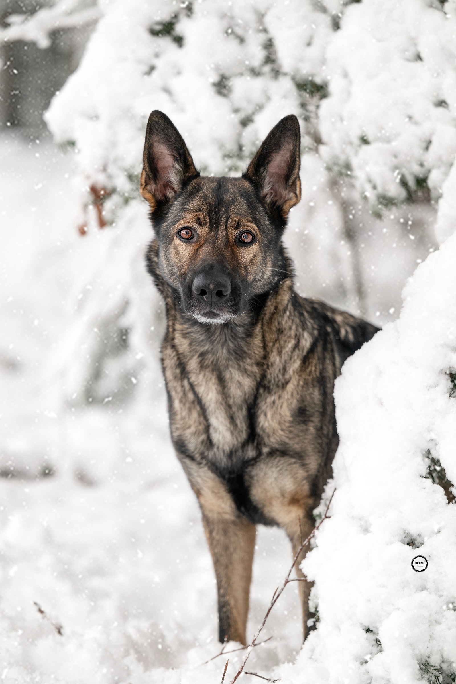 Sophart Photography Hunde Fotografie