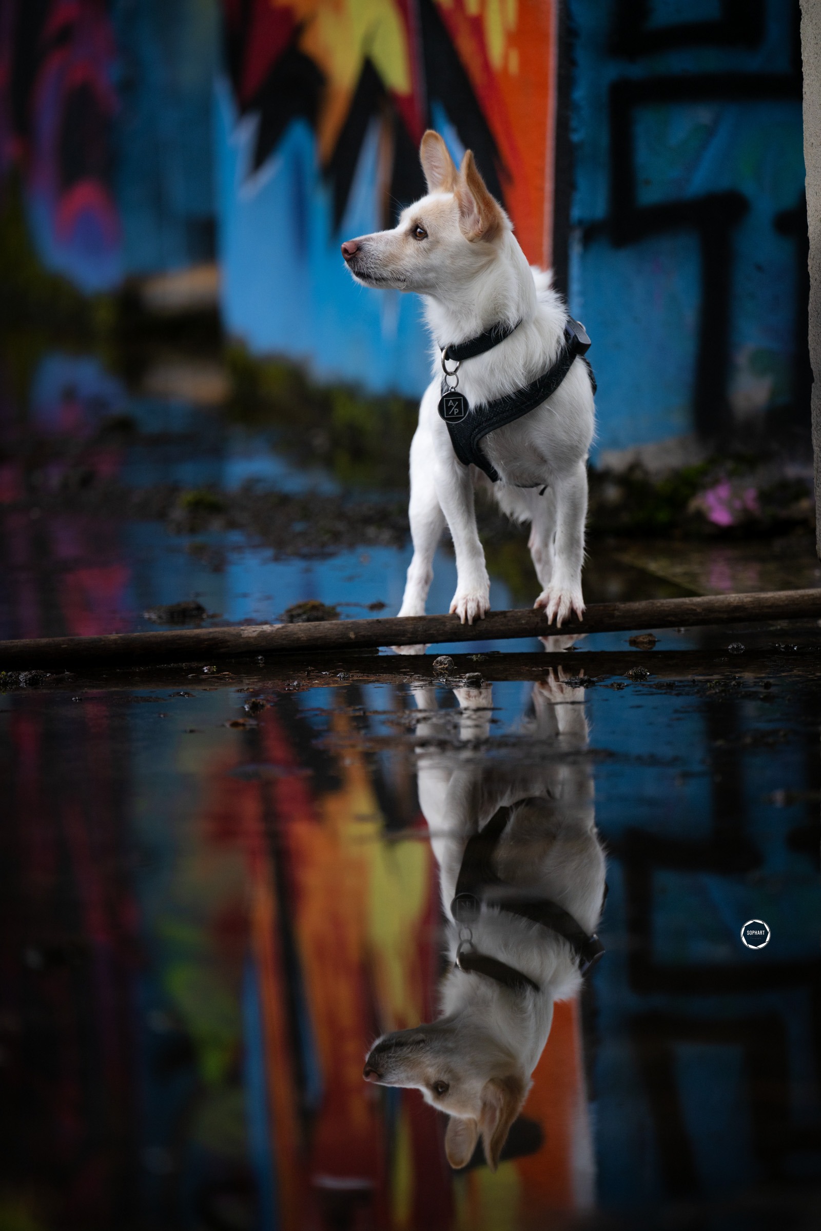 Sophart Photography Hunde Fotografie