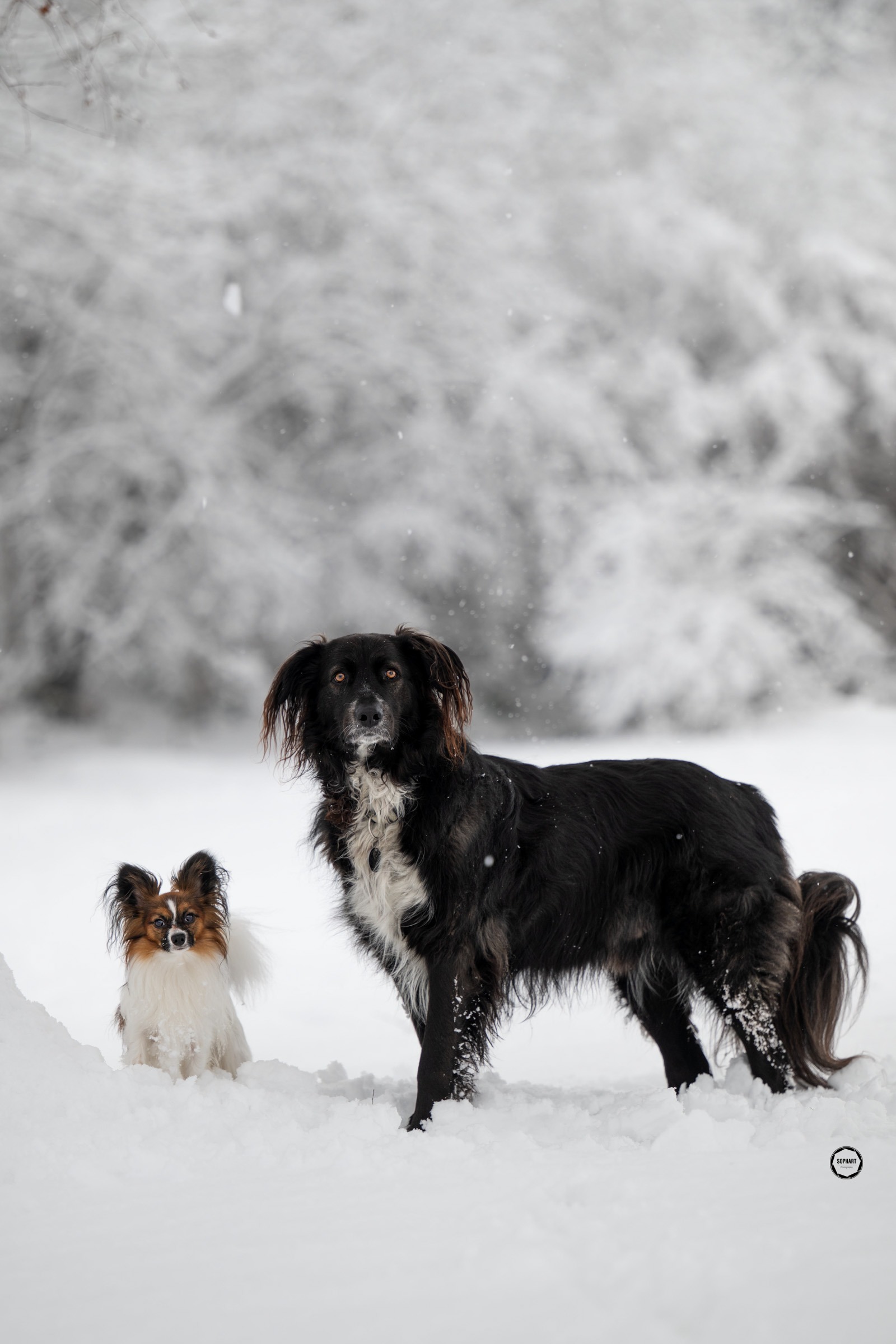 Sophart Photography Hunde Fotografie