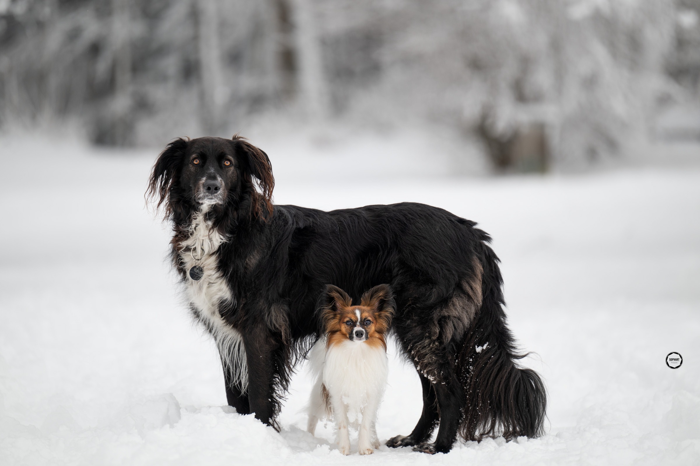 Sophart Photography Hunde Fotografie