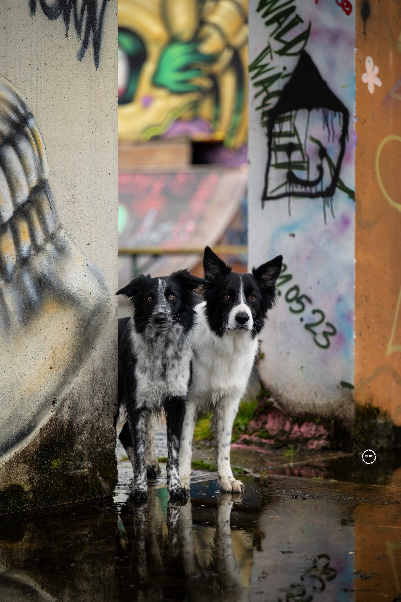 Sophart Photography Hunde Fotografie