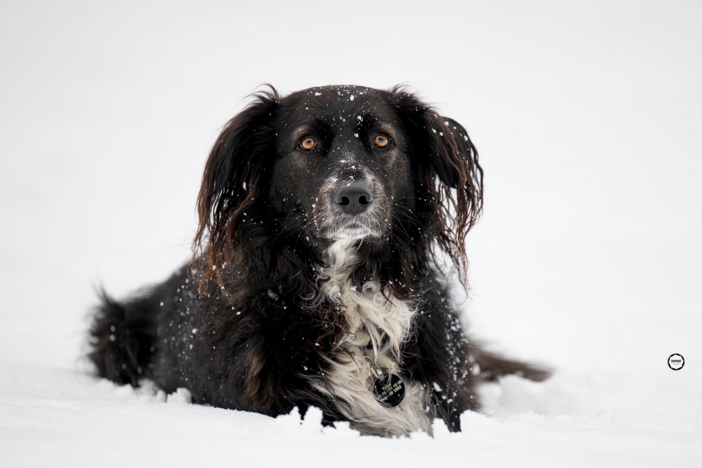 Sophart Photography Hunde Fotografie