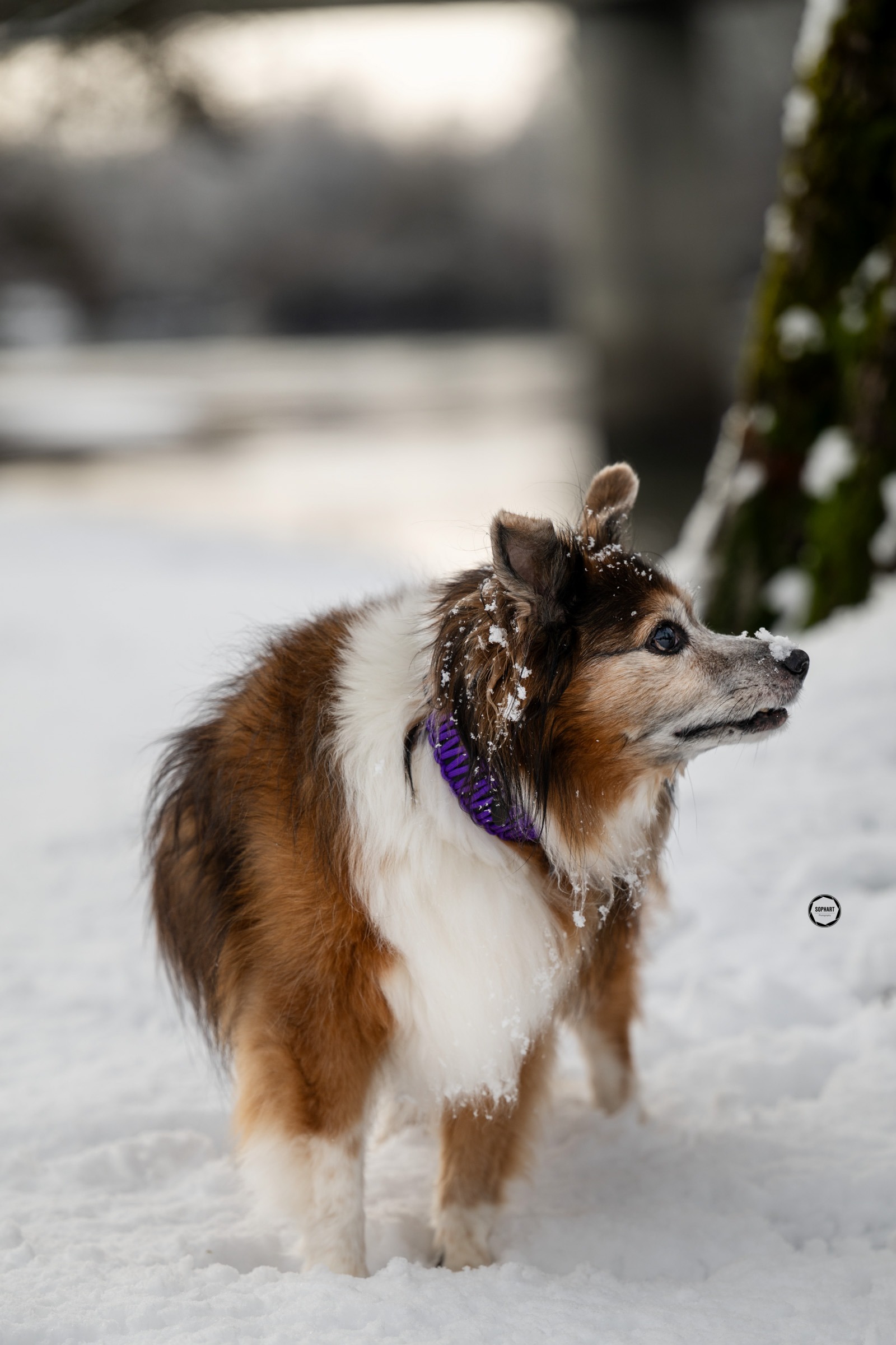 Sophart Photography Hunde Fotografie