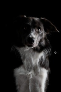 Sophart Photography Welpen Fotoshooting Aargau