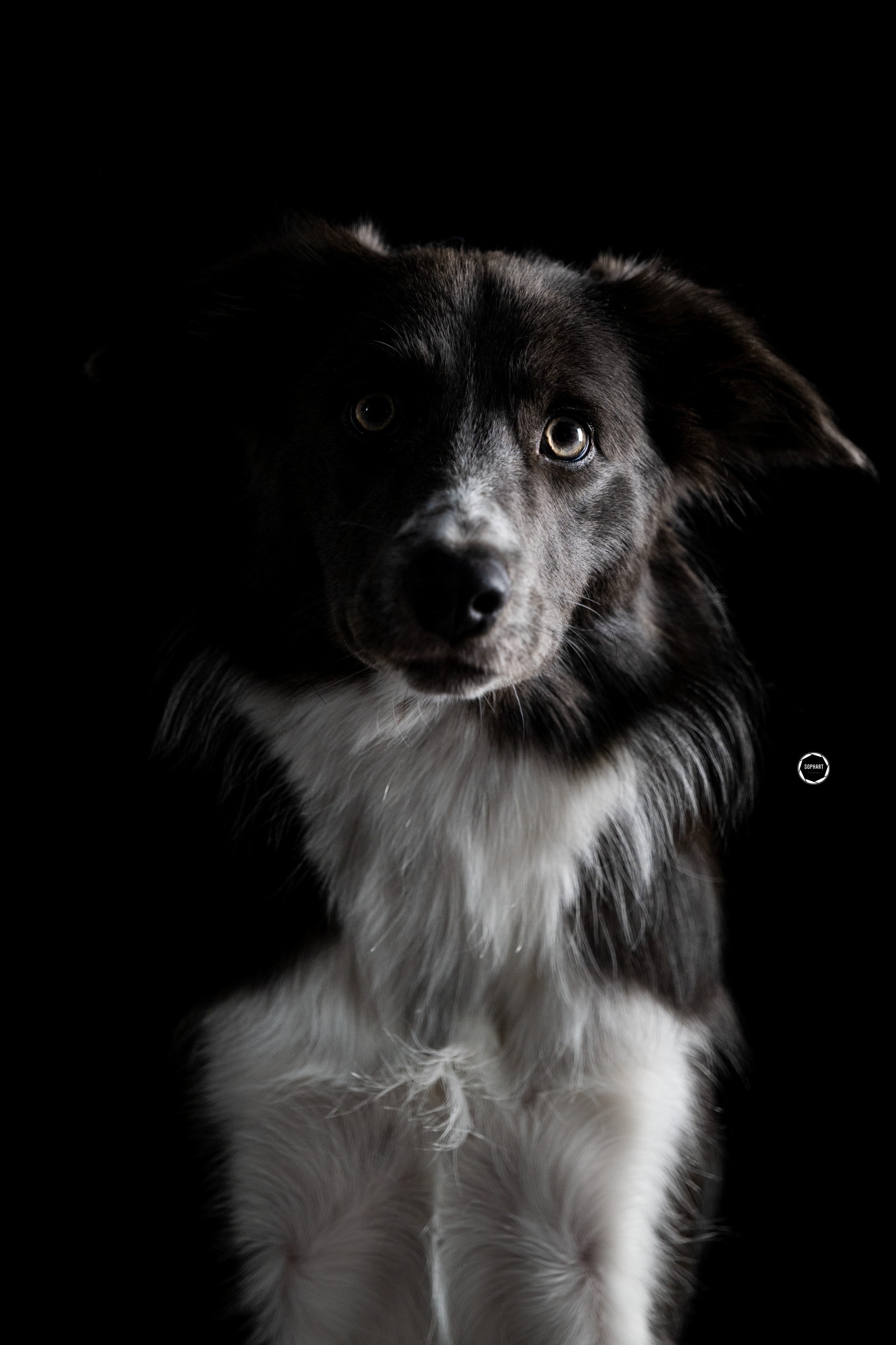 Sophart Photography Welpen Fotoshooting Aargau