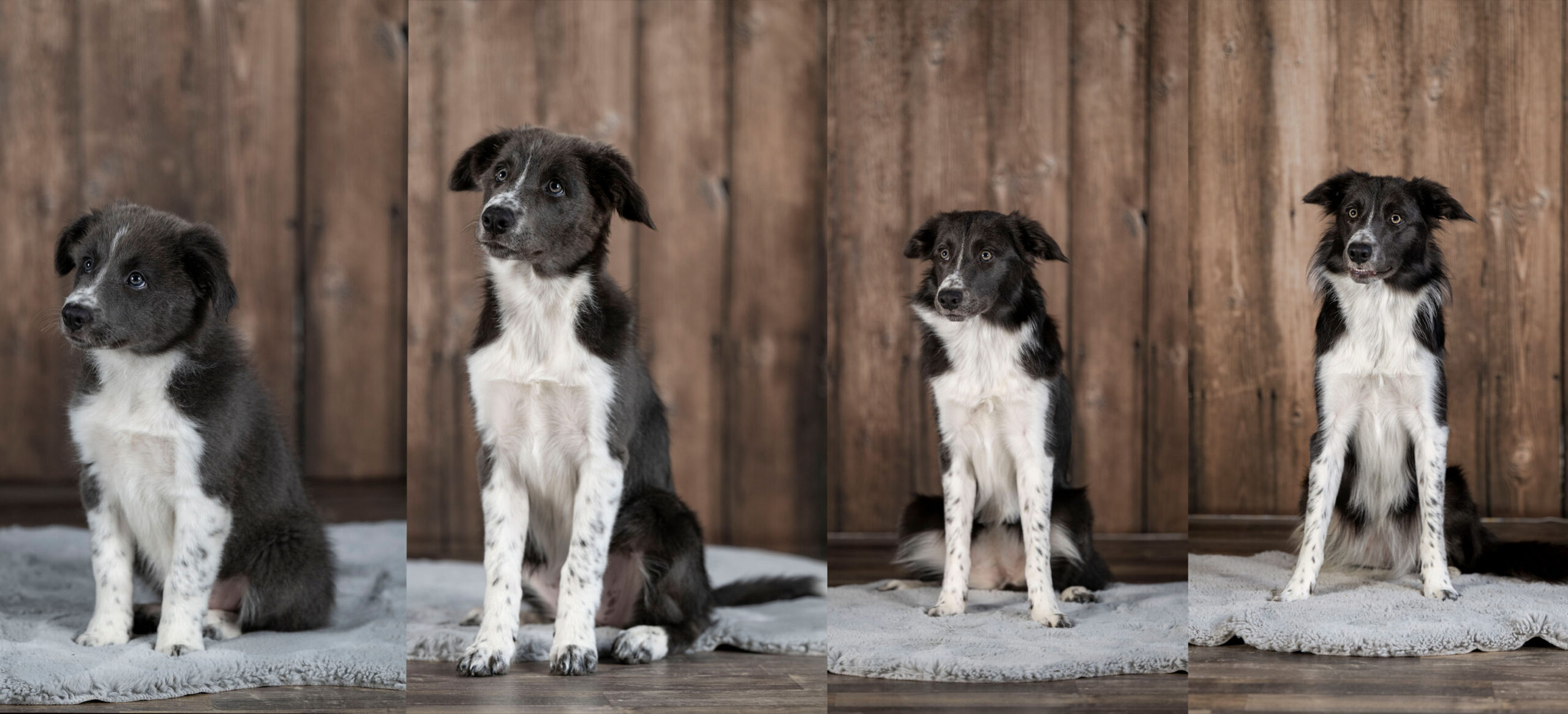 Sophart Photography Welpenfotografie