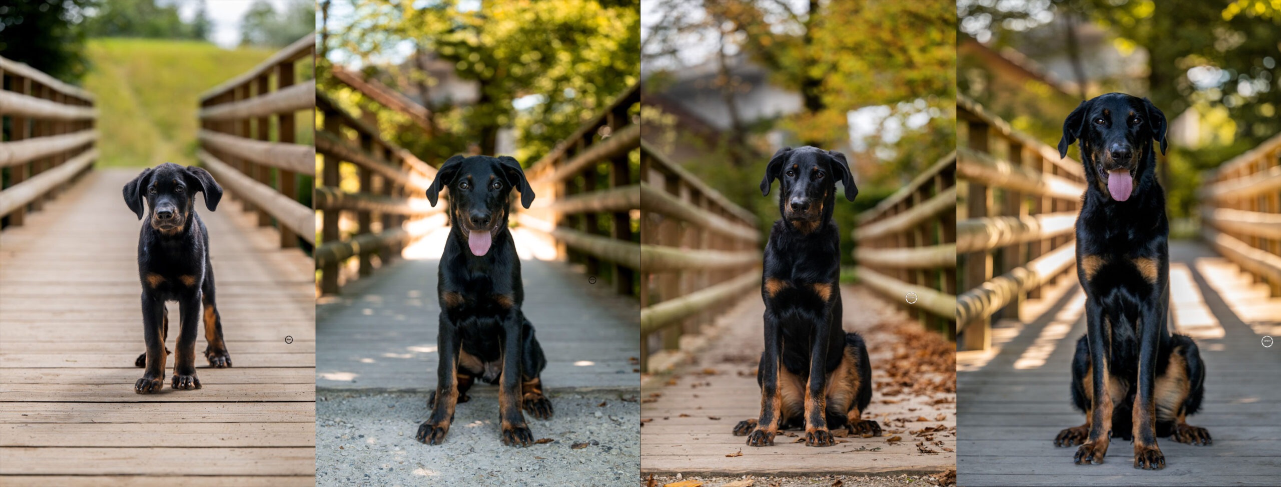 Sophart Photography Welpenfotografie