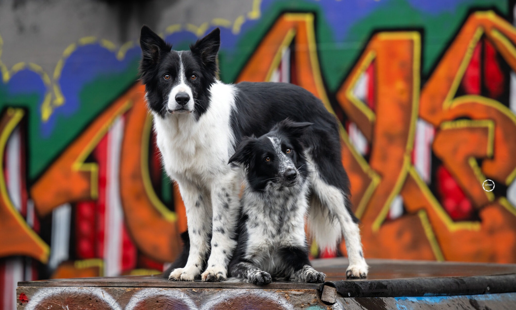 Sophart Photography Hunde Fotografie