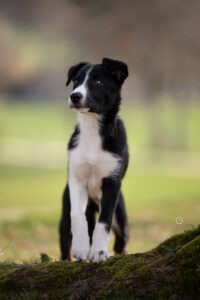 Sophart Photography Welpen Fotoshooting Aargau