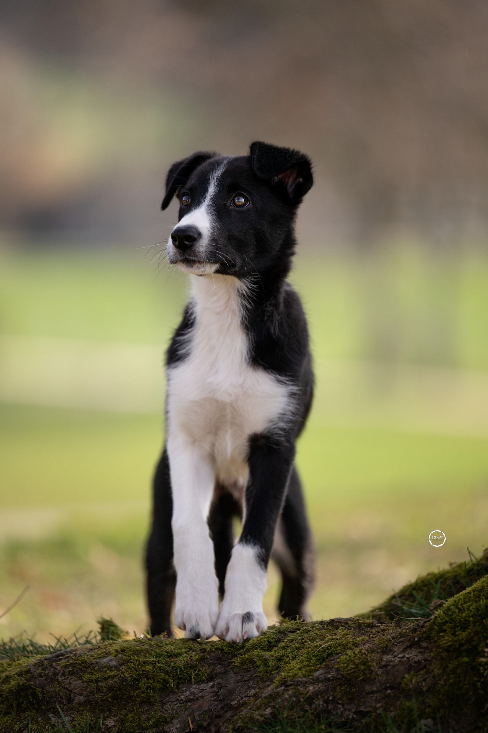 Sophart Photography Welpen Fotoshooting Aargau