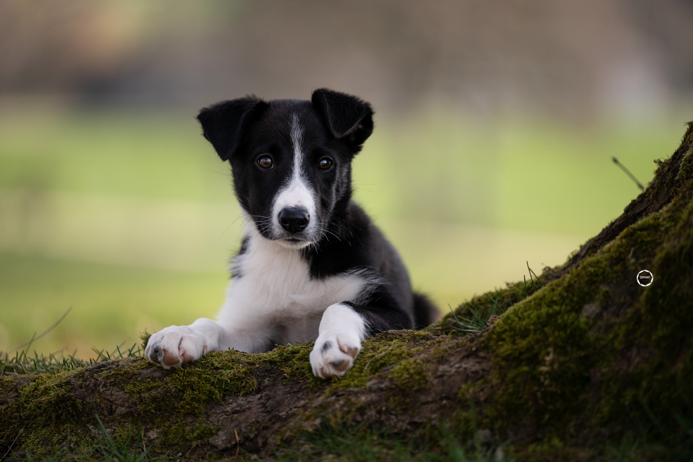 Sophart Photography Welpen Fotoshooting Aargau