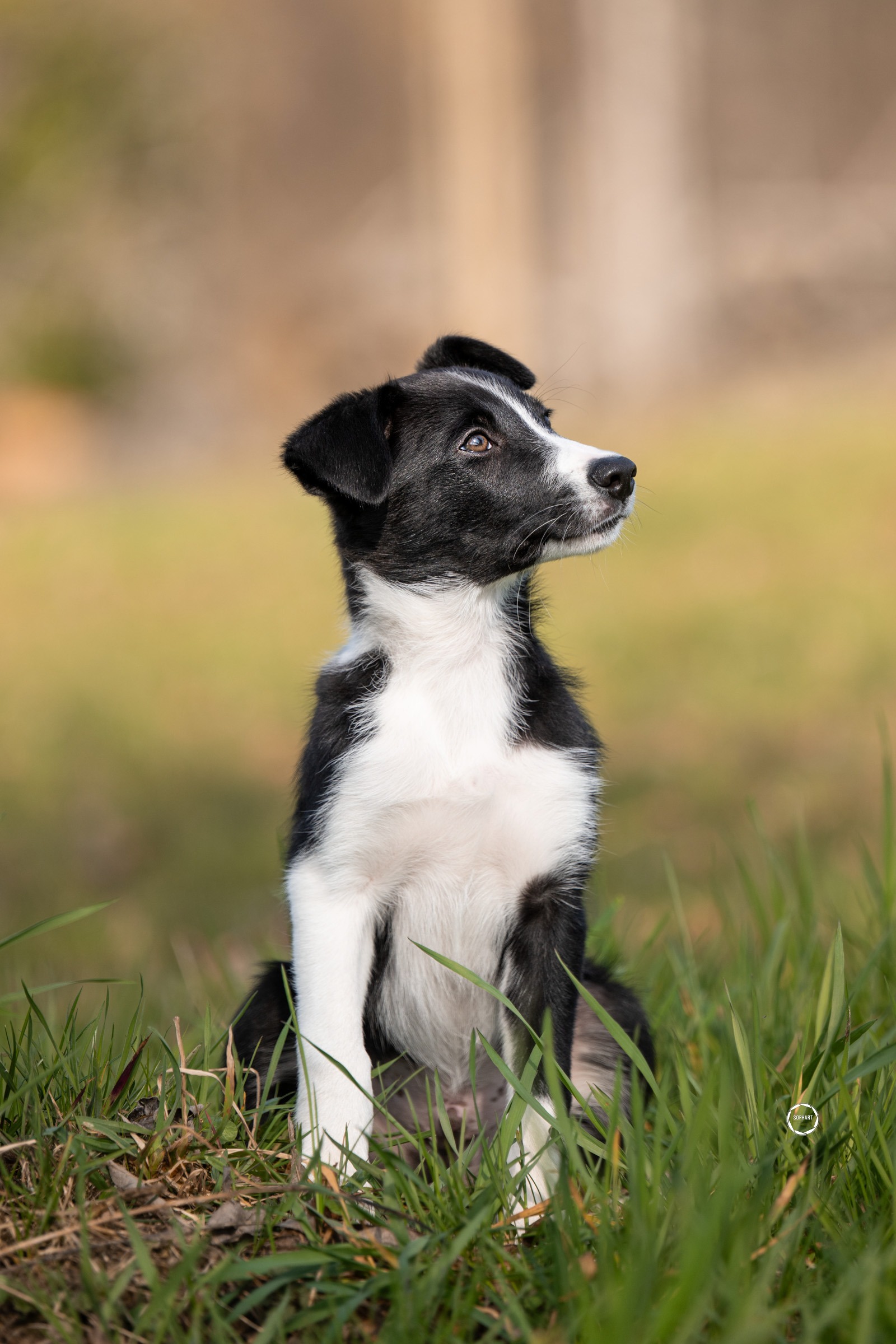 Sophart Photography Welpen Fotoshooting Aargau