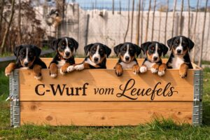 Züchter Special - Welpenfotografie