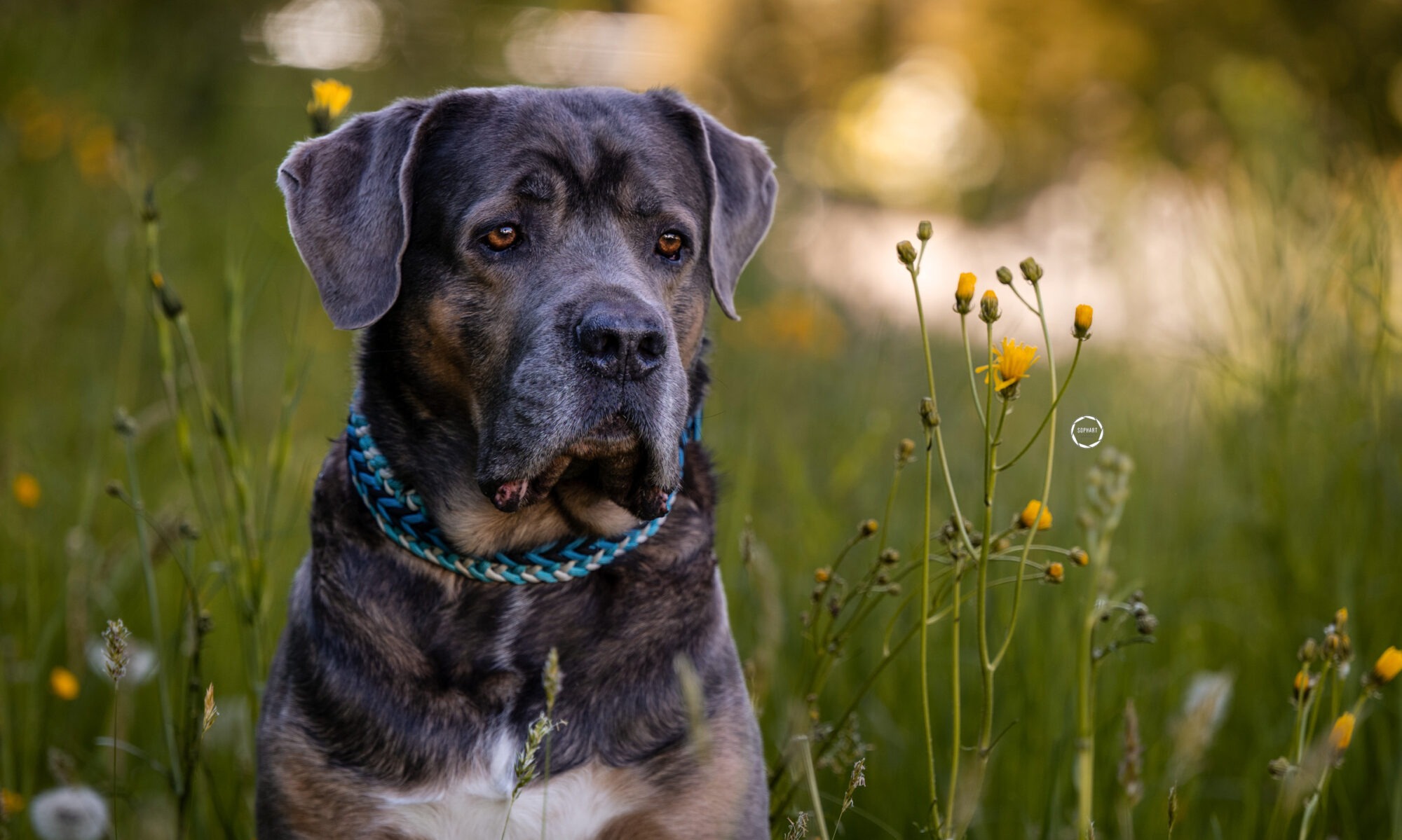 Sophart Photography Hunde Fotografie