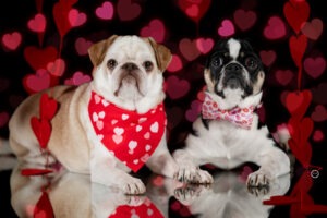 Sophart Photography Hunde Fotografie im Studio
