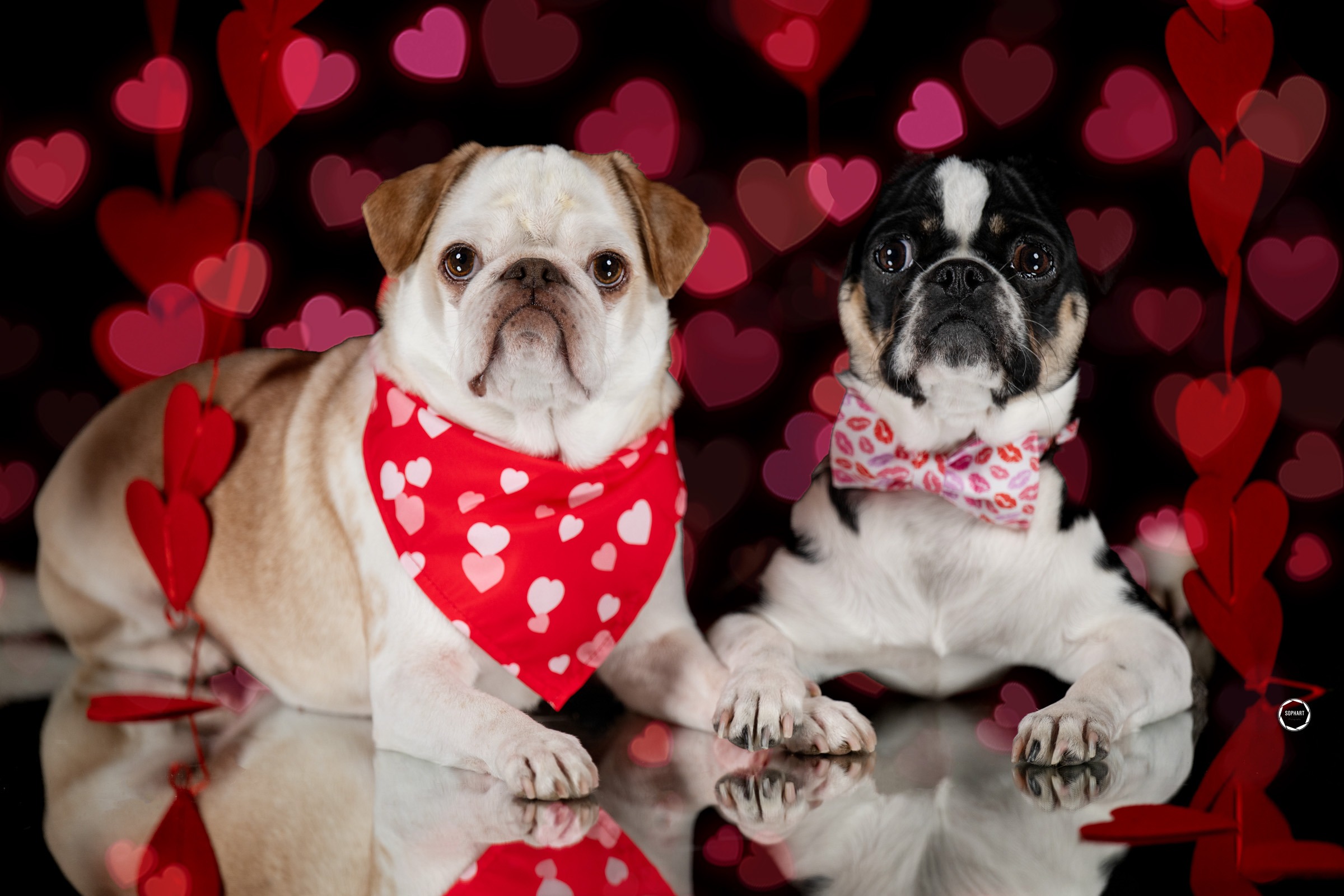 Sophart Photography Hunde Fotografie im Studio