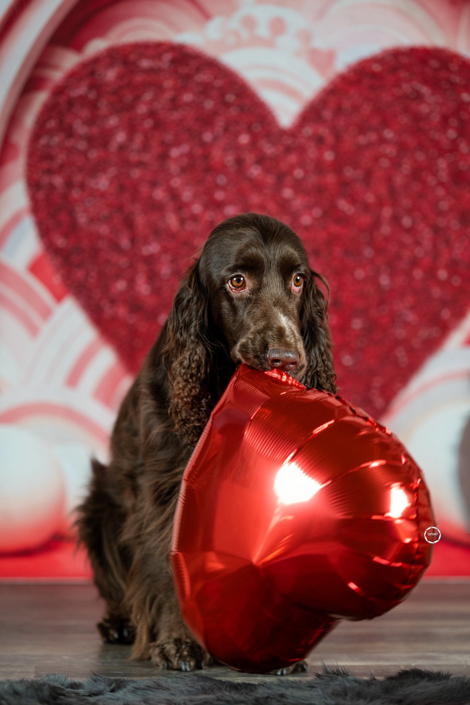 Sophart Photography Hunde Fotografie im Studio