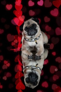 Sophart Photography Hunde Fotografie im Studio