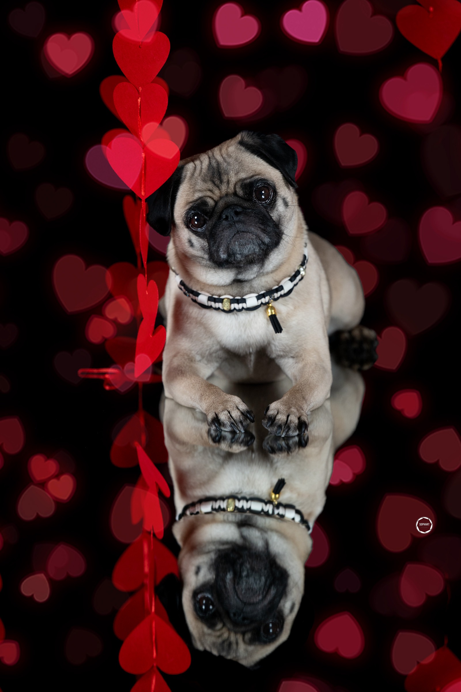 Sophart Photography Hunde Fotografie im Studio