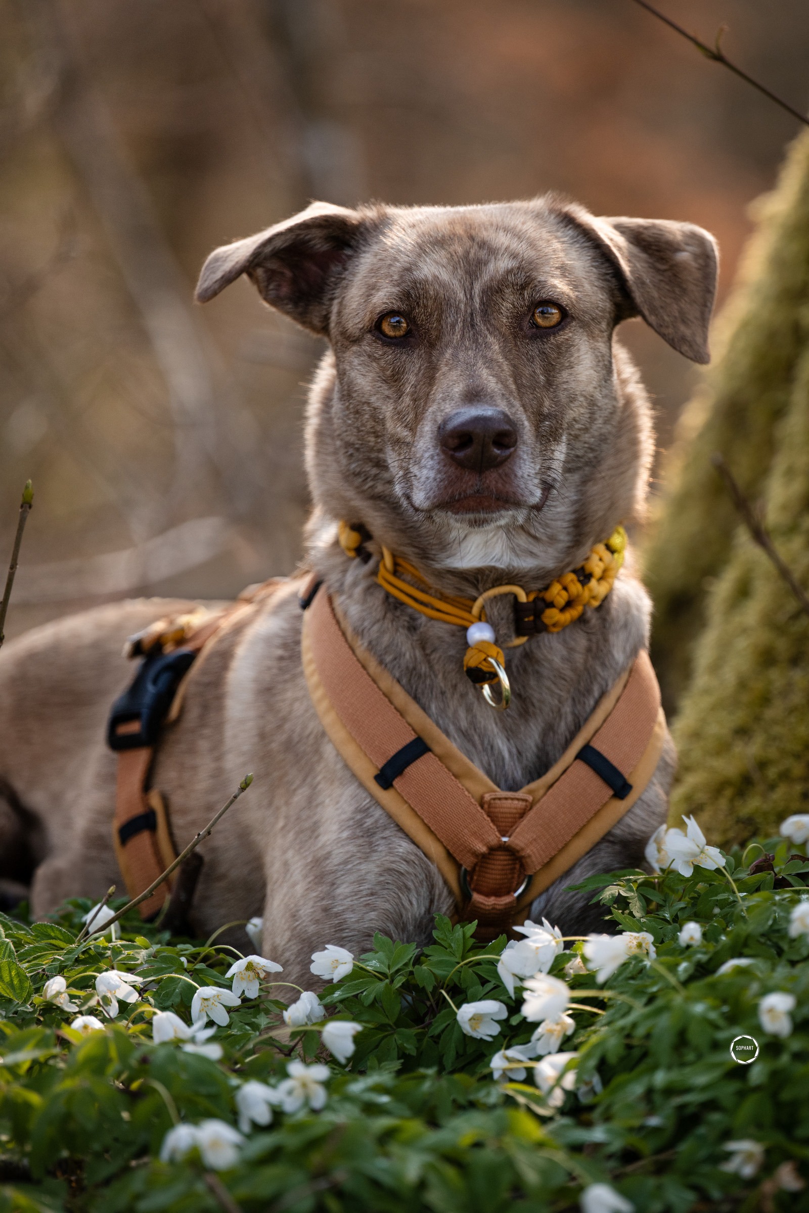 Sophart Photography Hunde Fotografie
