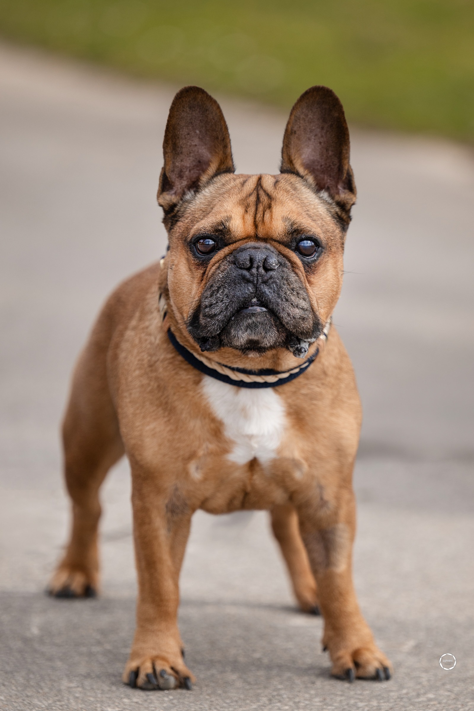 Sophart Photography Hunde Fotografie