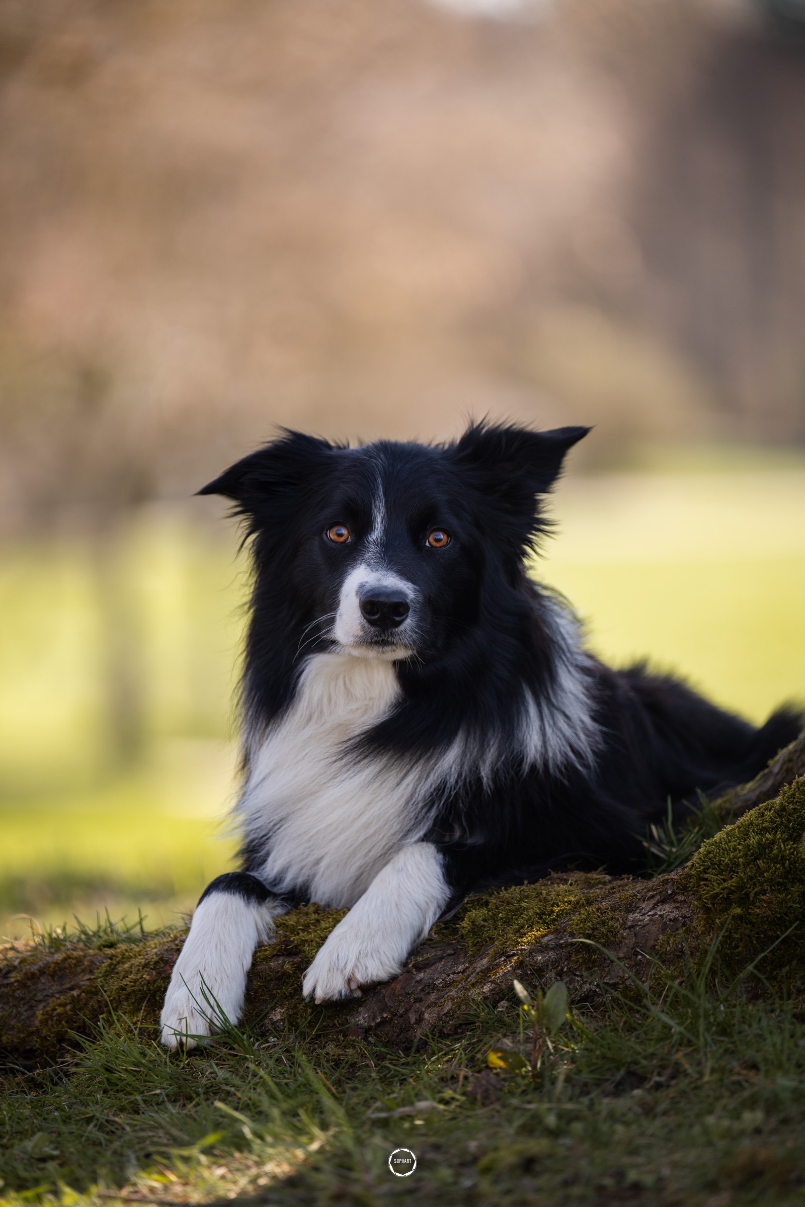 Sophart Photography Hunde Fotografie