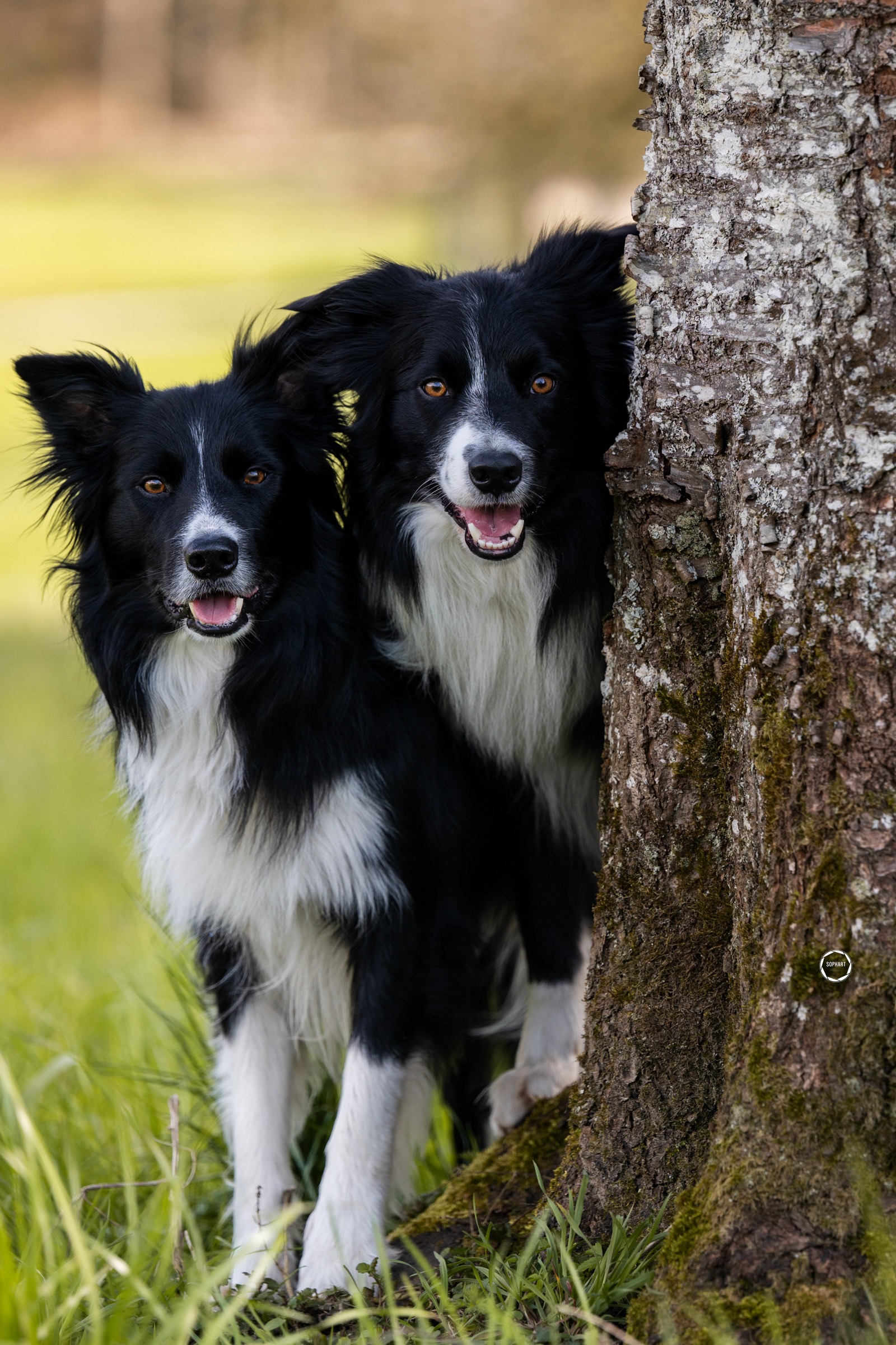 Sophart Photography Hunde Fotografie