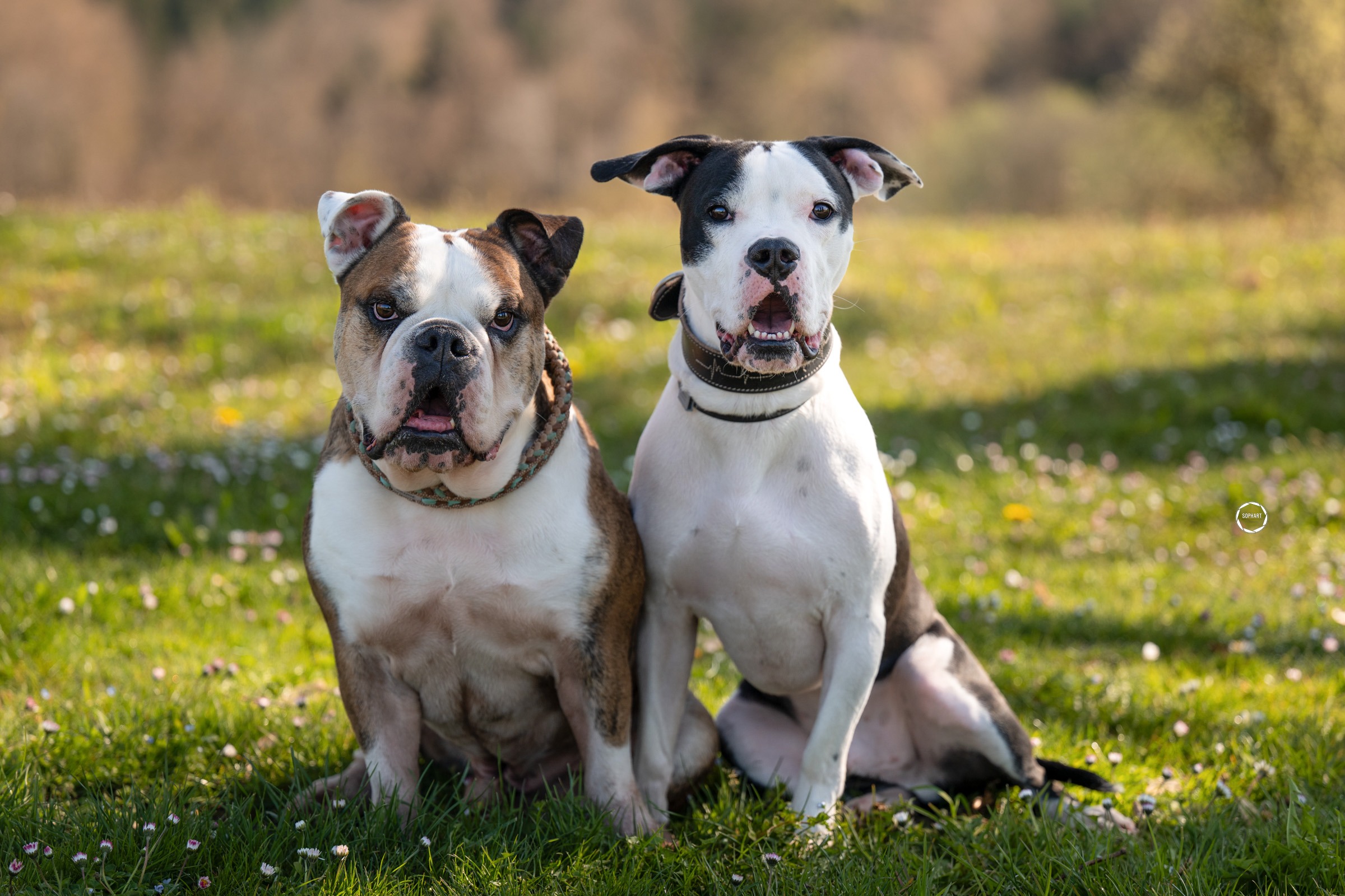 Sophart Photography Hunde Fotografie