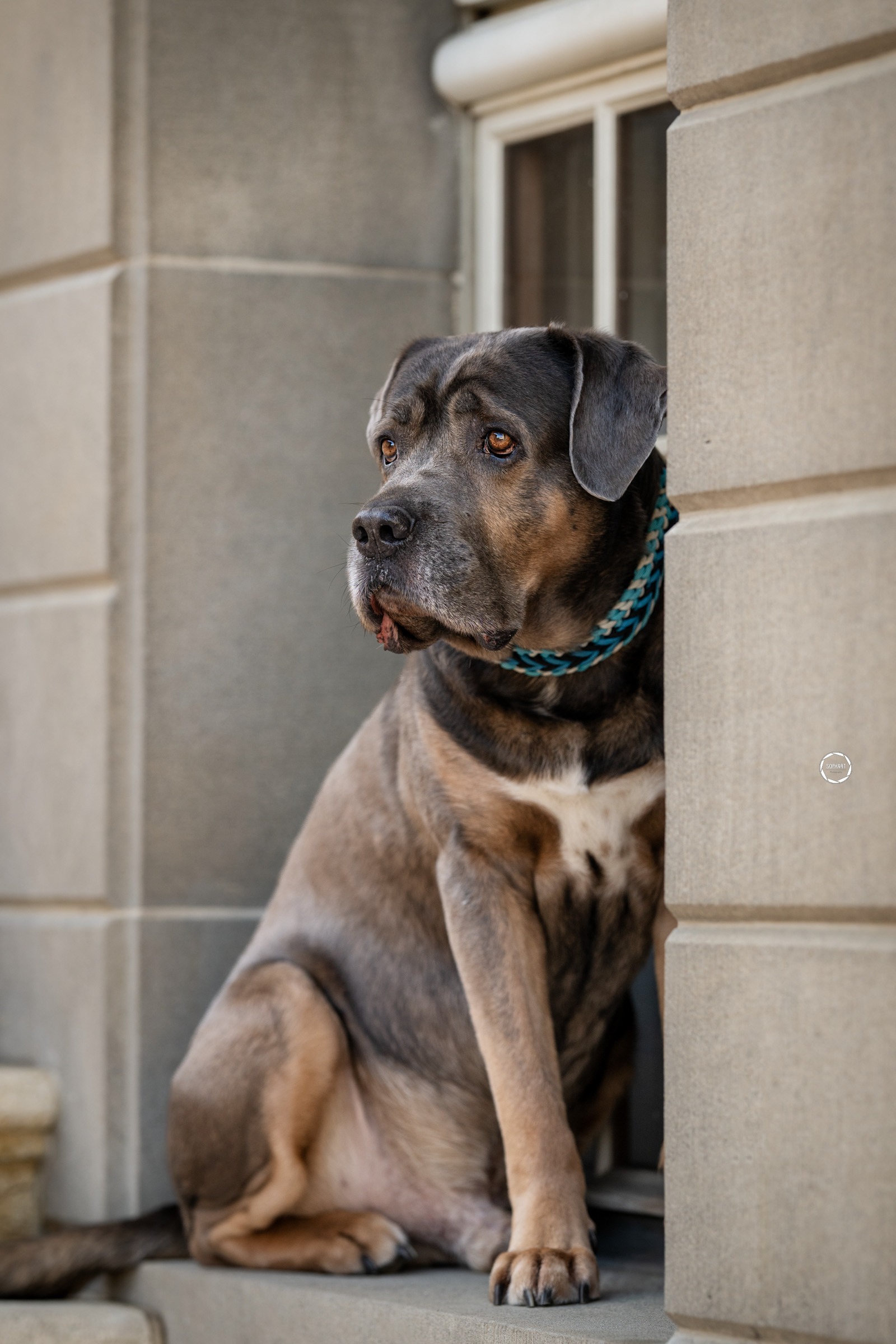Sophart Photography Hunde Fotografie
