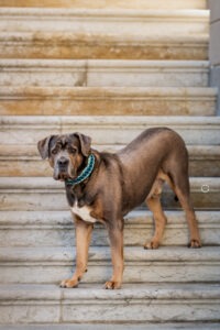 Sophart Photography Hunde Fotografie