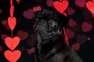 Sophart Photography Hunde Fotografie im Studio