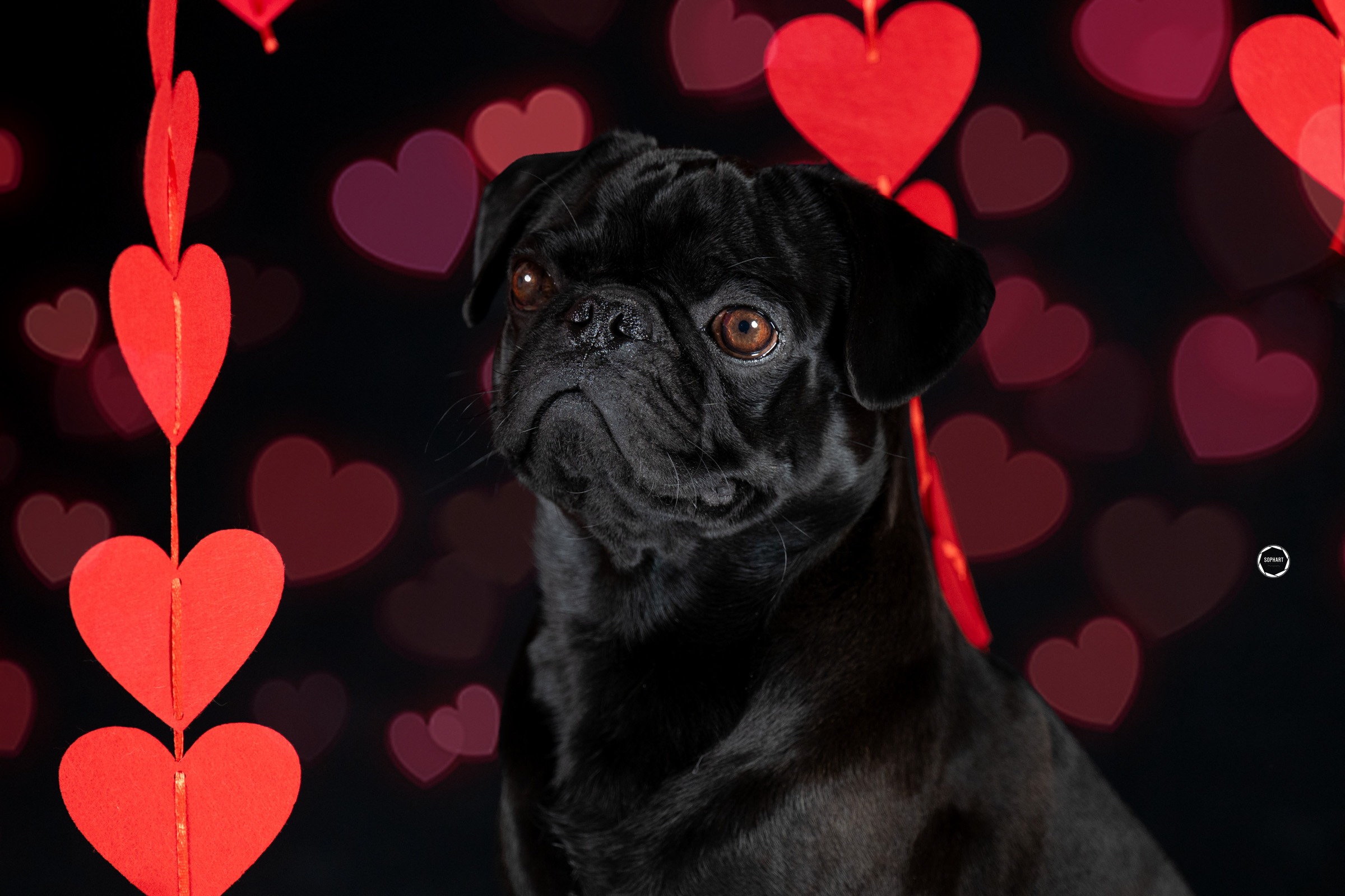 Sophart Photography Hunde Fotografie im Studio
