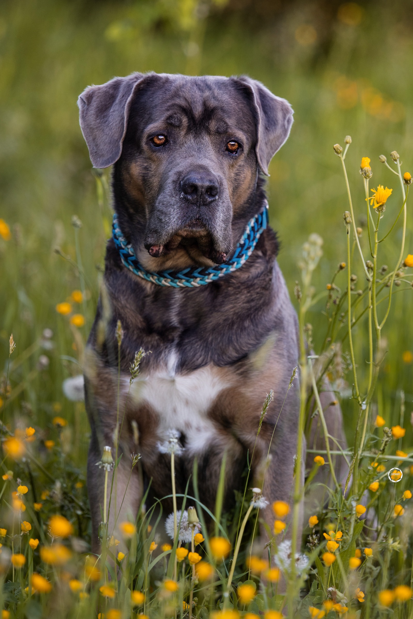 Sophart Photography Hunde Fotografie