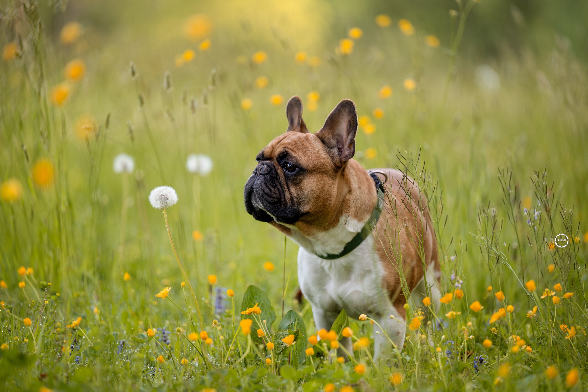 Sophart Photography Hunde Fotografie