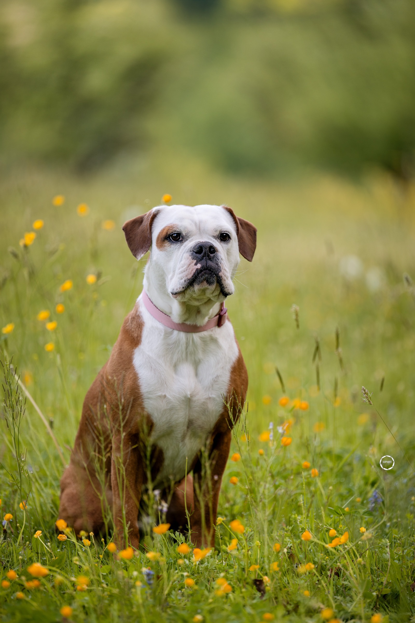 Sophart Photography Hunde Fotografie